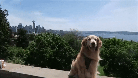 Golden Retriever Dog GIF - Find & Share on GIPHY