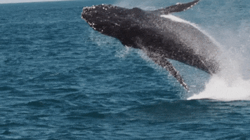 LiveNingaloo whale whales humpback whale exmouth GIF