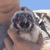 bird shocked gif