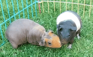 Guinea Pig GIF
