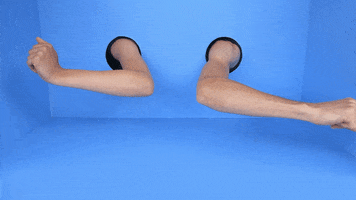 Lindyhengst GIF
