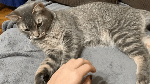 Lord Hobo The Cat GIF by Alex Anderson - Find & Share on GIPHY