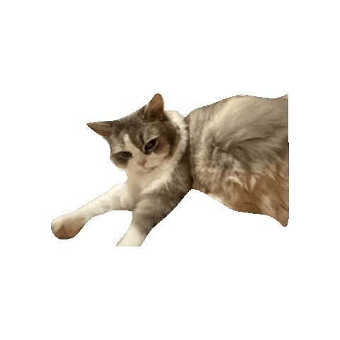 Angry Cat Sticker by Meta Meow