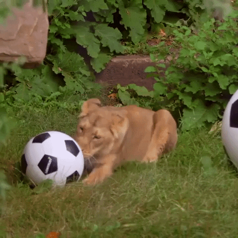 Lionesses GIF by Storyful