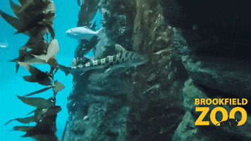 Just Keep Swimming Shark Week GIF by Brookfield Zoo