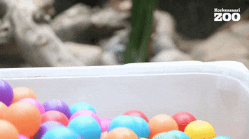 Playtime Mongoose GIF by Korkeasaari Zoo