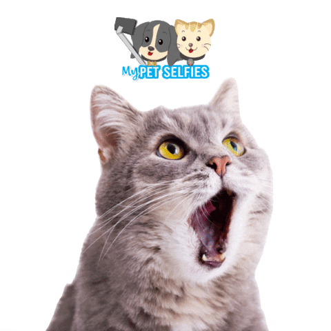 My Pet Selfies Sticker