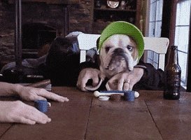 Video gif. Someone is sitting behind a bulldog with a visor on and acting as its hands. It deals cards out and the game begins.