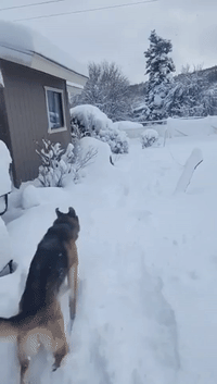 Puppy Enjoys Snow in Arizona