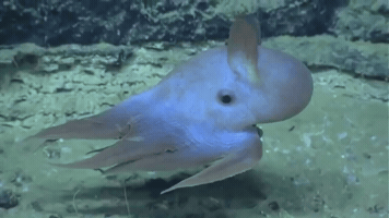 Shellfish Gif Cephalopods, Crustaceans, & Other Shellfish by Oceana | GIPHY