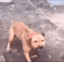 Dog Barking GIF