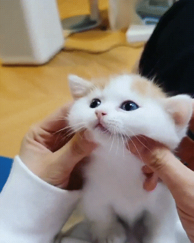 Kitten Gifsthatkeepongiving GIF by swerk - Find & Share on GIPHY
