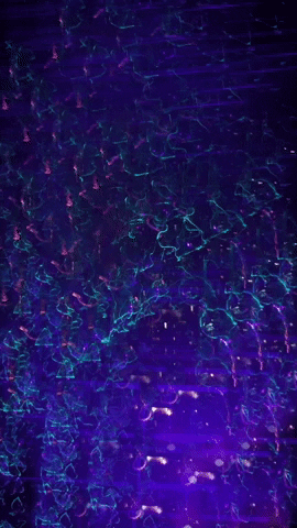 Black Light Snap GIF by Mollie_serena