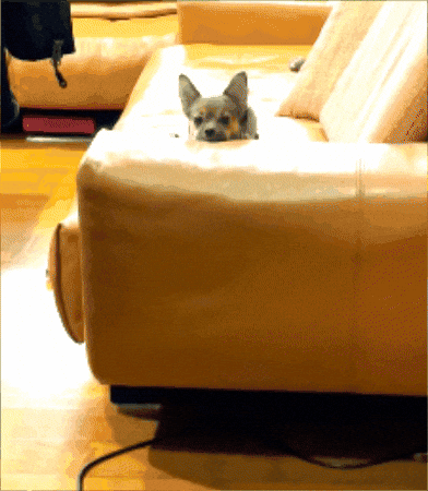 Dog GIF