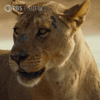 Back Off Reaction GIF by Nature on PBS