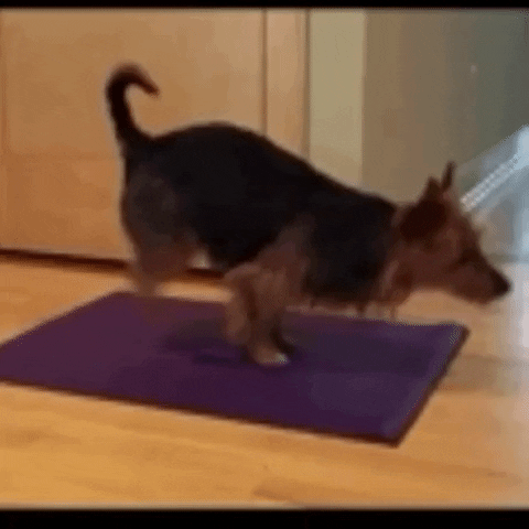 Dog GIF by The Videobook - Find & Share on GIPHY