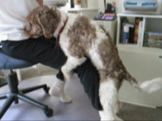 Image result for perro montando pierna gif