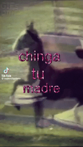 Caballo GIF