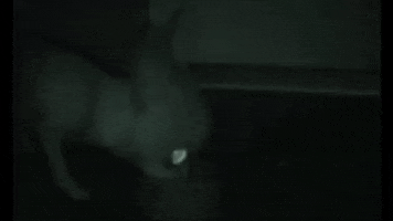 era  GIF