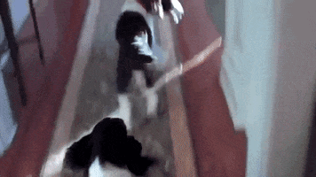 Dog Love GIF by Pamily