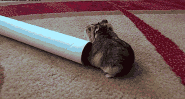 Hamster Pole GIF