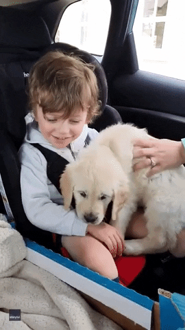 Family Dogs GIF by Storyful