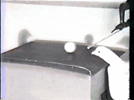 ping pong pigeon GIF
