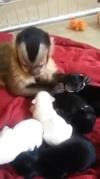 monkey puppies GIF