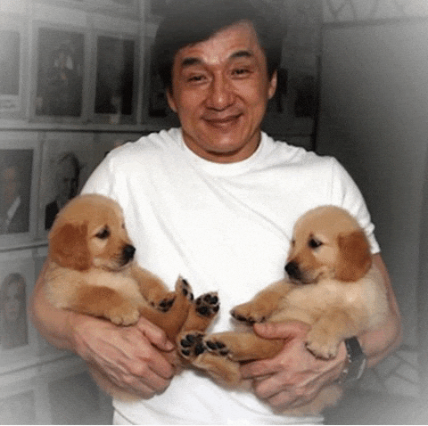 Jackie Chan Puppy GIF by slicedbread