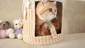 Kittens GIF