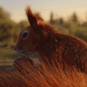 Squirrel Nut GIF by EnBW