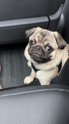 Excited Puppy GIF