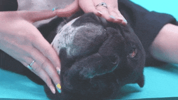 Aww Pug GIF by Super Deluxe
