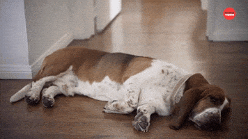 Best Friends Dogs GIF by BuzzFeed