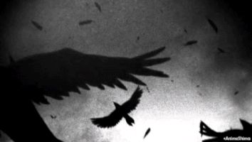 crow GIF