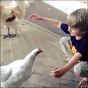 dziecko kura gif