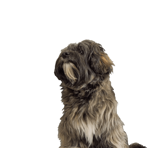 Dog Sticker by De Hondenjuf