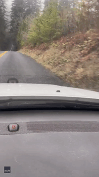 Deer Gets Lucky as Driver Startles Cougar About to Make a Kill
