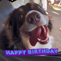 Dog Birthday Gifs Get The Best Gif On Giphy