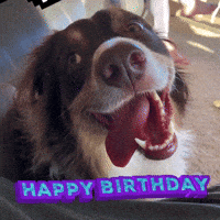Dog Birthday Gifs Get The Best Gif On Giphy Dog Birthday Gifs Get The Best Gif On Giphy