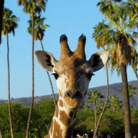 Cute-giraffe GIFs - Get the best GIF on GIPHY