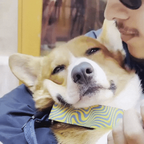 Corgi GIF