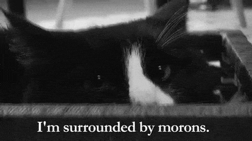 Frustrated Moron GIF by Internet Cat Video Festival