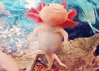 Axolotl Gifs Get The Best Gif On Giphy