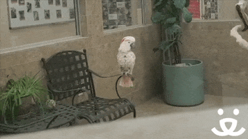 Excited Celebration GIF by Best Friends Animal Society