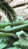 animation loop green snake reptile
