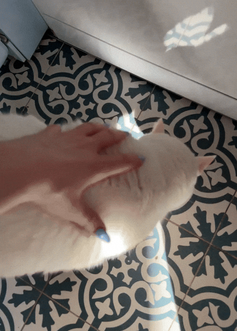 Flipcat GIF