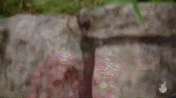 Flowers Spring GIF by University of Central Missouri