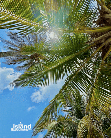 Belize Tobacco Caye GIF by Island Expeditions