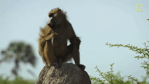 Monkey GIFs - Find & Share on GIPHY